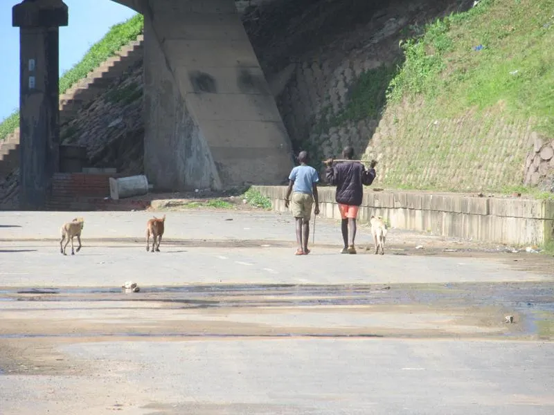 Hunting dogs