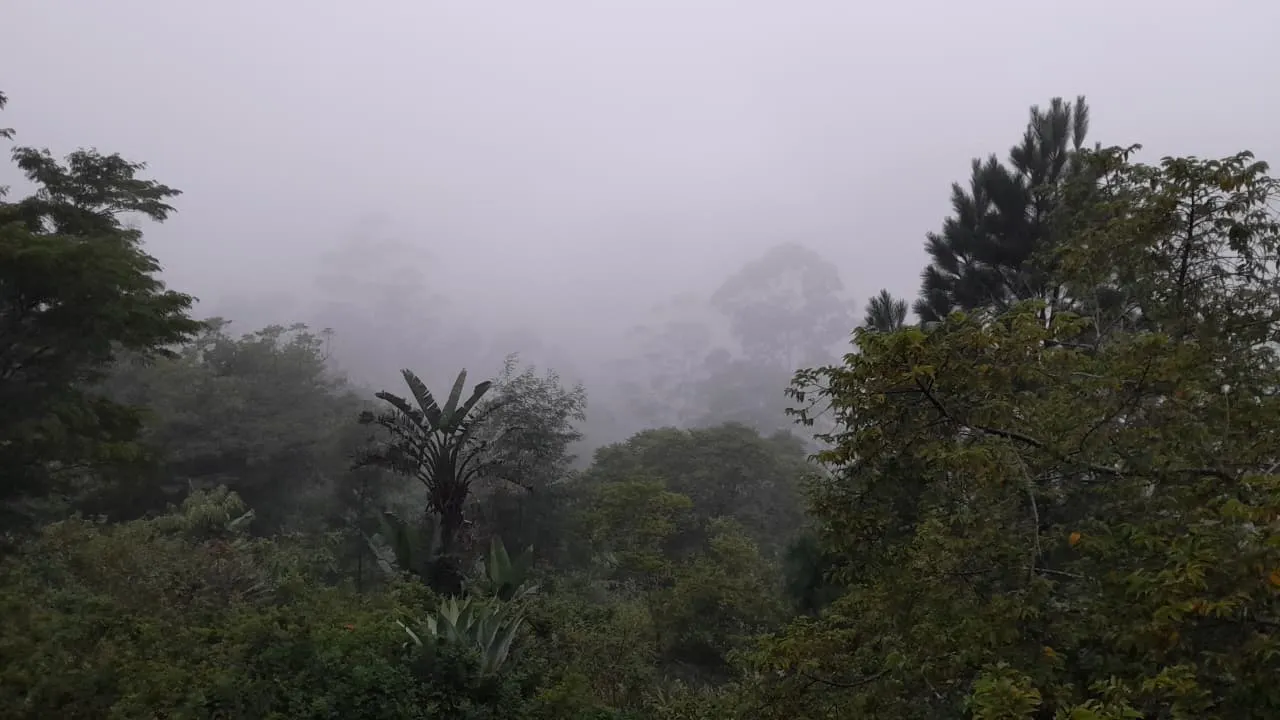 Mist