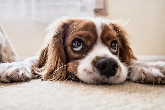 Your dog